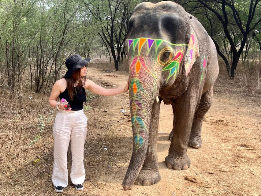 Elefun Best Elephant Sanctuary in Jaipur - The 3-hour schedule, what happens from start to finish