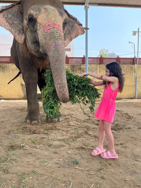 Elefun Best Elephant Sanctuary in Jaipur - Meeting the herd, trust-building first, then hands-on time