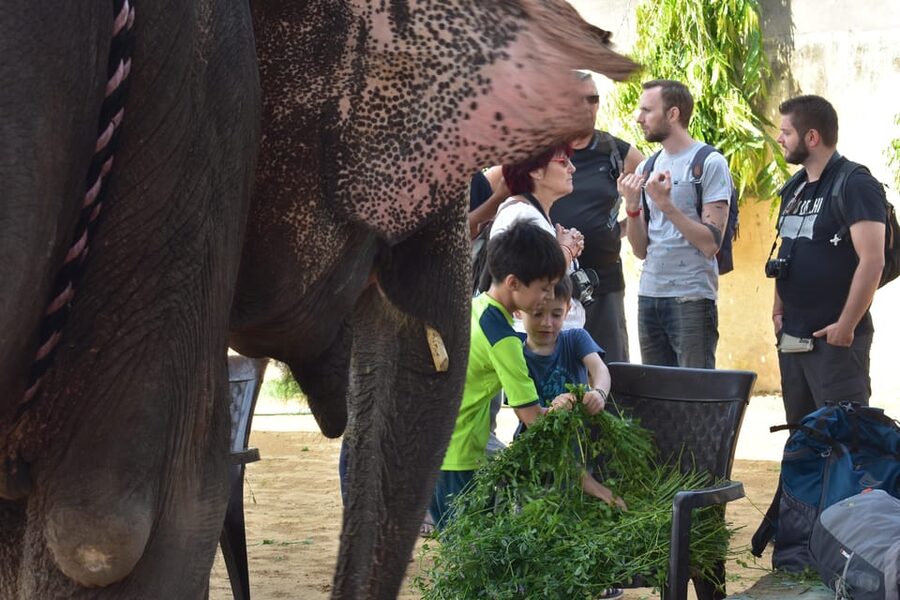 Elefun Best Elephant Sanctuary in Jaipur - Hand-feeding elephants, learning what they really eat