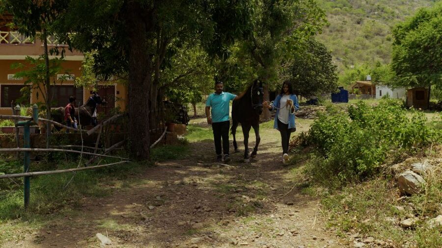 Equestrian Escape: Horse Safari Adventure - Small Tips That Make a Big Difference