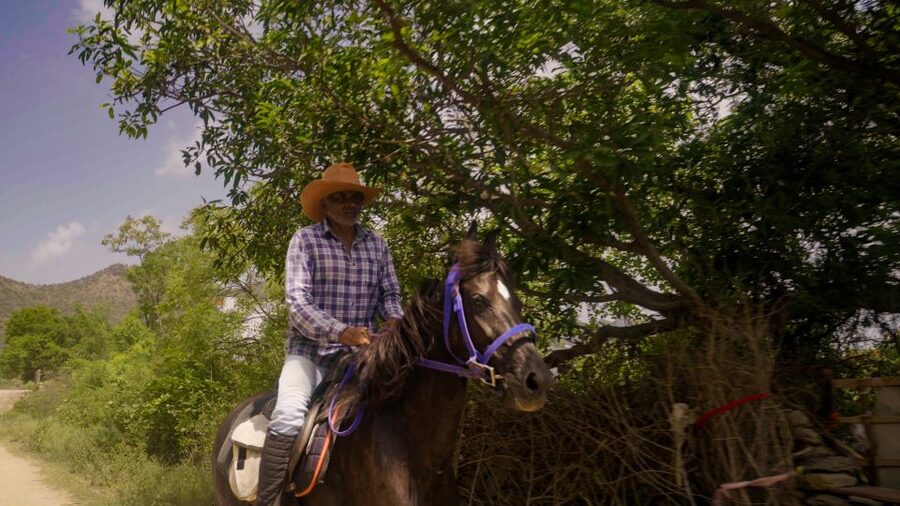Equestrian Escape: Horse Safari Adventure - Your Rancher Lesson Plan: Feeding, Cleaning, and Grooming