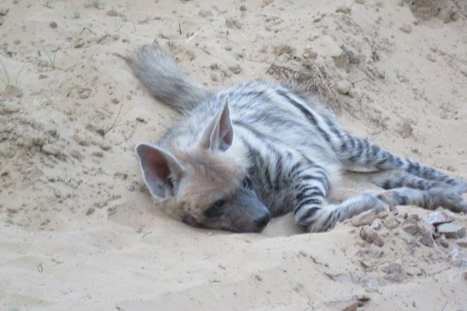 Exclusive Safari at Jhalana Leopard Park Including Transfers - Jhalana Leopard Park: Why This Safari Works for Leopard Watching