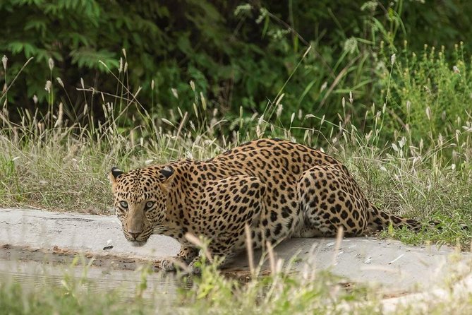 Exclusive Safari at Jhalana Leopard Park Including Transfers - Morning Pickup at 5am vs Afternoon at 2pm: Pick the Right Time Block