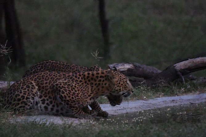 Exclusive Safari at Jhalana Leopard Park Including Transfers - Inside the Park: Two Zones, 4-Wheel-Drive Jeep, and Off-Roading