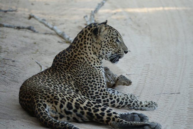 Exclusive Safari at Jhalana Leopard Park Including Transfers - Wildlife Reality Check: What to Expect When Leopards Are Quiet