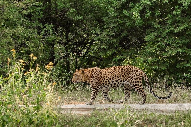 Exclusive Safari at Jhalana Leopard Park Including Transfers - Price and Value: What $162 Covers, and What Costs Extra