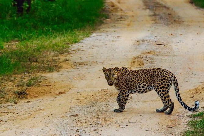 Exclusive Safari at Jhalana Leopard Park Including Transfers - Getting There From Jaipur: A/C Transport That Saves Your Morning (or Afternoon)