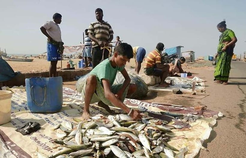 Experience the Essence of Chennai: Half-Day City Exploration - Pattinampakkam fish market to Marina Beach: Chennai’s working life and sea air
