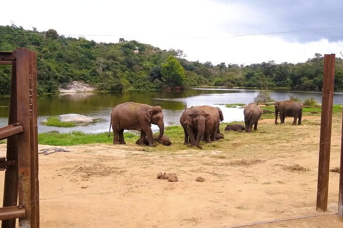 Explore Bangalore’s Wild Side – An Exclusive Bannerghatta Safari! - Bangalore to Bannerghatta, and why that drive matters