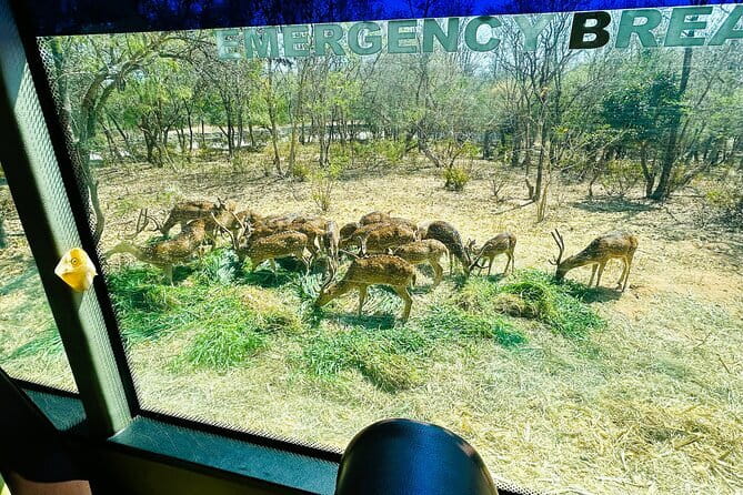 Explore Bangalore’s Wild Side – An Exclusive Bannerghatta Safari! - Small group size: less chaos, more attention