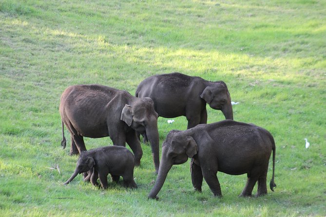 Explore Munnar Day Trip From Cochin ( By Munnar Info) - Private Kochi to Munnar Comfort, With a Driver-Guide Who Can Adjust
