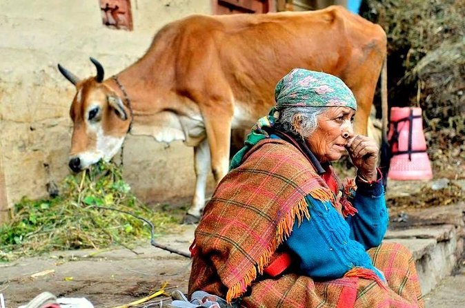 Food Tour With Cooking Class in Local Village from Delhi - Village walk, school visit, and an ox-cart ride that slows time
