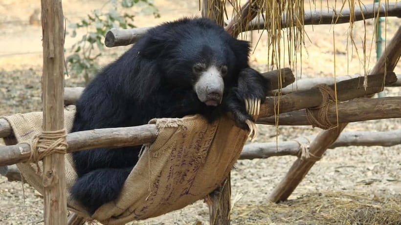From Agra: SOS Elephant Conservation & Bear Rescue Day Trip - Donation fees and where your money fits