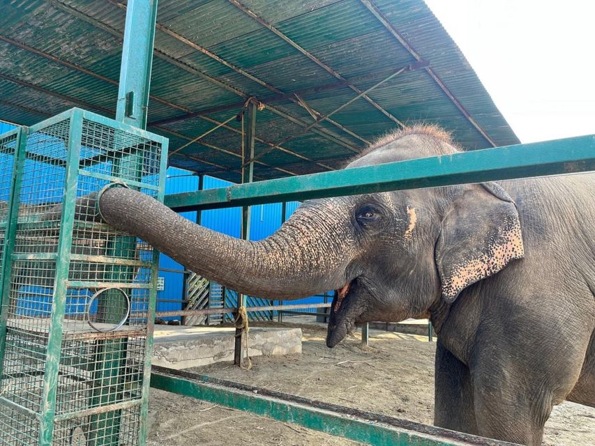 From Agra: Visit to Wildlife SOS Elephant Conservation Trip - Key things to know before you go