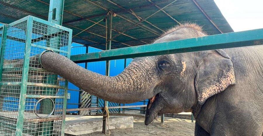 From Agra: Visit to Wildlife SOS Elephant Conservation Trip - Wildlife SOS in Agra, a humane elephant stop