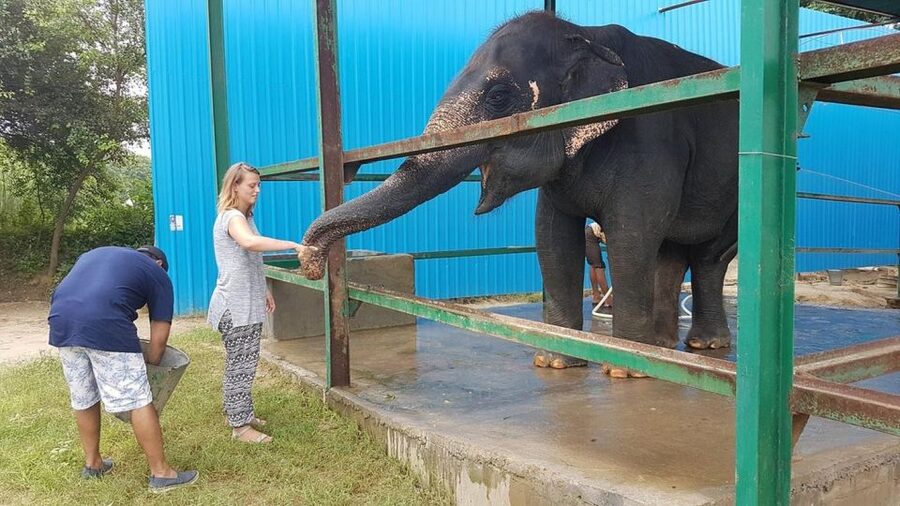 From Agra: Visit to Wildlife SOS Elephant Conservation Trip - Price and tickets, plus what the value really covers