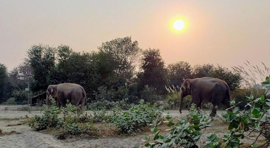 From Agra: Visit to Wildlife SOS Elephant Conservation Trip - Who this trip is best for (and who might want another option)
