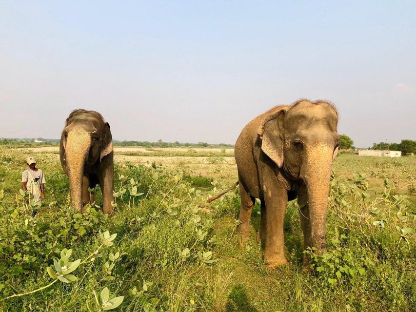 From Agra: Visit to Wildlife SOS Elephant Conservation Trip - Private Agra transfer, from your hotel to the gate