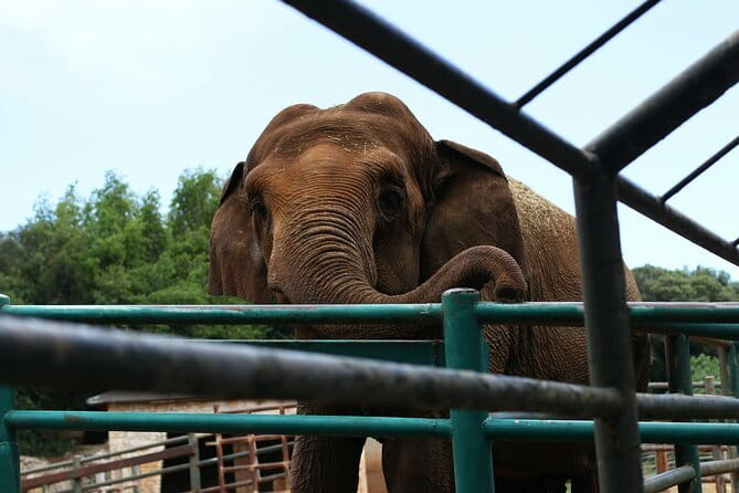 From Delhi: 1-day trip Mathura with Elephant conservation - Key highlights to know before you go