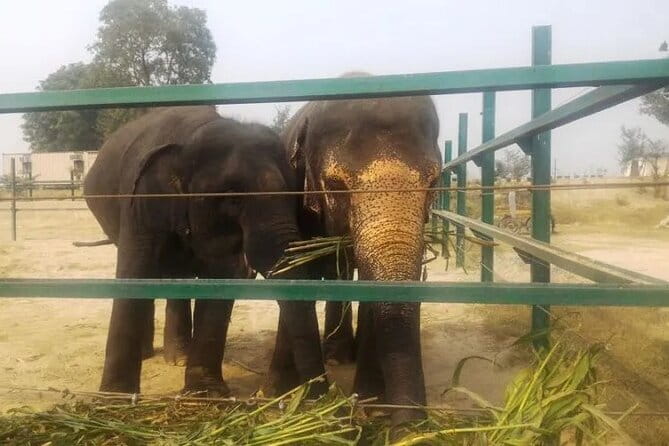 From Delhi: 1-day trip Mathura with Elephant conservation - The private AC ride: comfort, control, and less stress