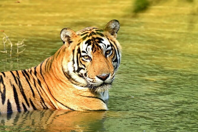 From Delhi: 4 Day Golden Triangle and Tiger Safari Private Tour - Key highlights worth paying attention to
