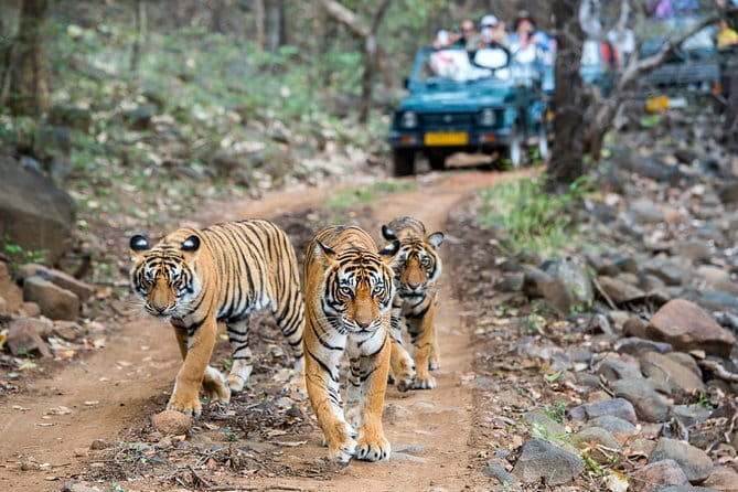 From Delhi: 4 Day Golden Triangle and Tiger Safari Private Tour - Ranthambhore National Park Day 3: tiger safari morning and the Ranthambhore Fort stop