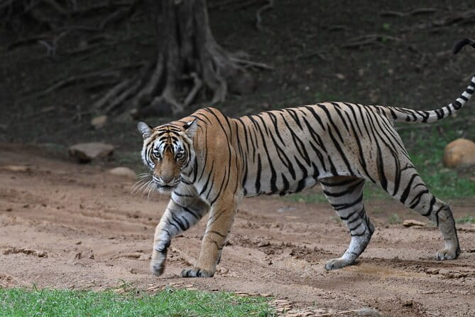 From Delhi: 4 Day Golden Triangle and Tiger Safari Private Tour - Price and value: what you are really paying for at $259 per person