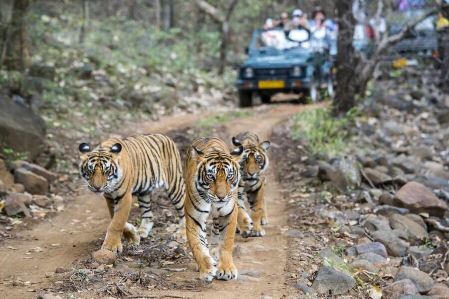 From Delhi: 6-Day Golden Triangle Tour with Ranthambore - How the driver, guides, and pickup are set up