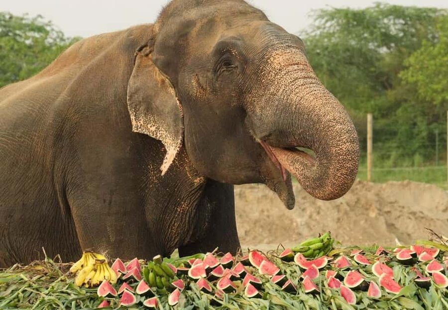 From Delhi : Elephant Conservation and Care Centre -Wildlife - Key things I’d pay attention to before you go