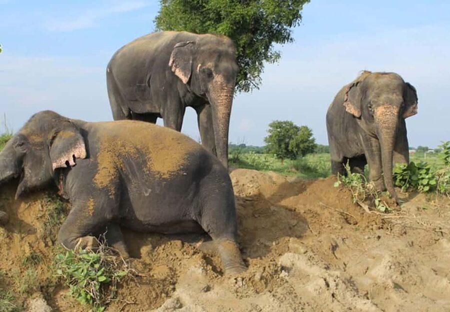 From Delhi : Elephant Conservation and Care Centre -Wildlife - Why this feels more valuable than a quick stop for selfies