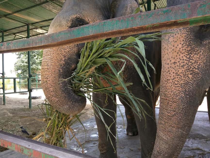 From Delhi : Elephant Conservation and Care Centre -Wildlife - Price, and how to judge value for a one-day Delhi trip