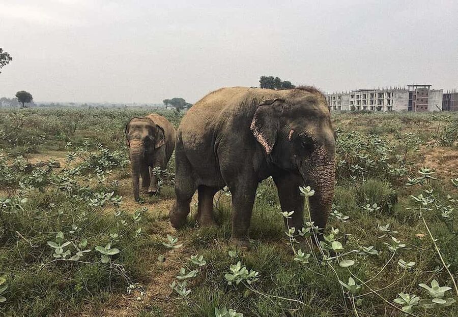 From Delhi : Elephant Conservation and Care Centre -Wildlife - Logistics that can make or break your day