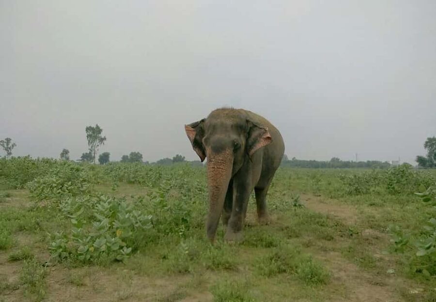 From Delhi : Elephant Conservation and Care Centre -Wildlife - A note on guides and driver quality