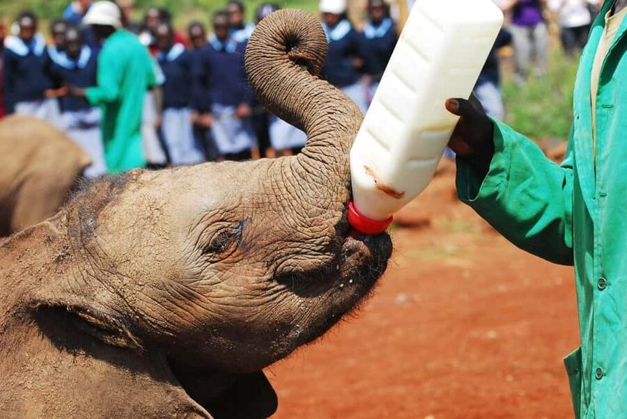 From Delhi : Elephant Conservation and Care Centre -Wildlife - What to bring so you enjoy the visit more