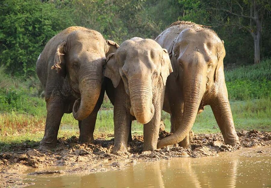 From Delhi : Elephant Conservation and Care Centre -Wildlife - The care centre visit, what you actually do on-site