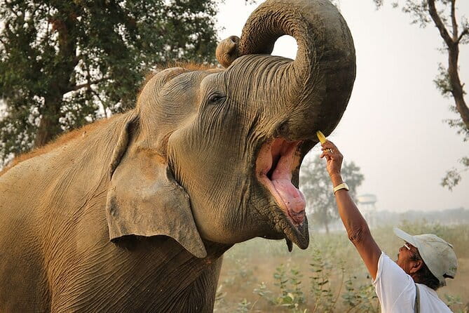 From Delhi: Sunrise Taj Mahal tour with Elephant Conservation - Key highlights at a glance