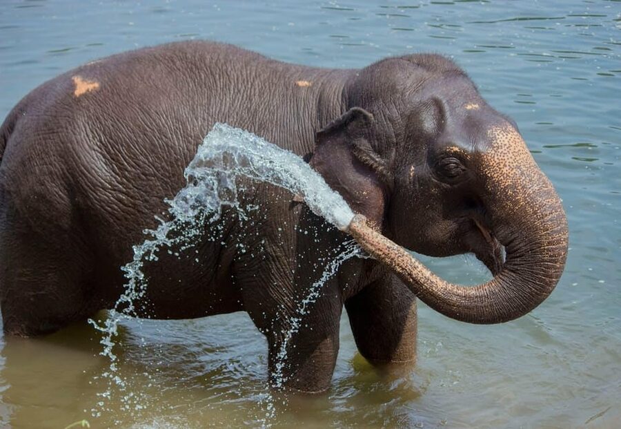 From Delhi: Sunrise Taj Mahal Tour with Elephant SOS Center - FAQ