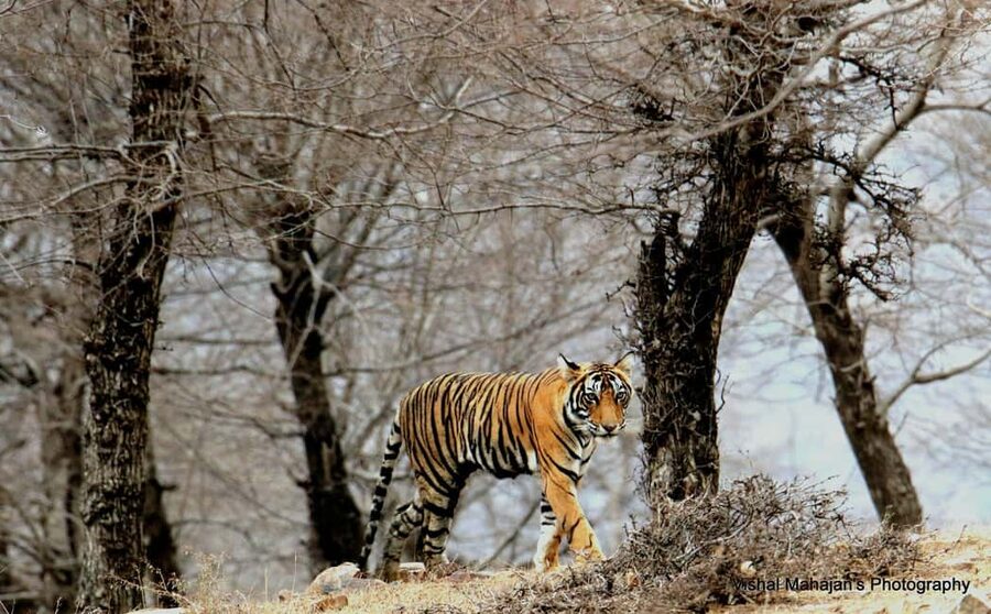 From Jaipur: One Day Trip to Ranthambore Tiger Safari - Key points I’d plan around for Ranthambore