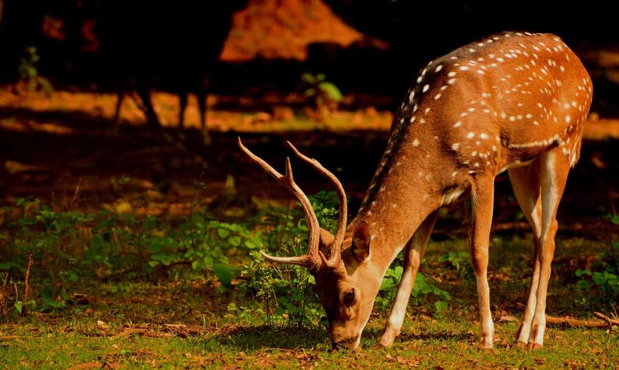 From Jaipur: One Day Trip to Ranthambore Tiger Safari - FAQ