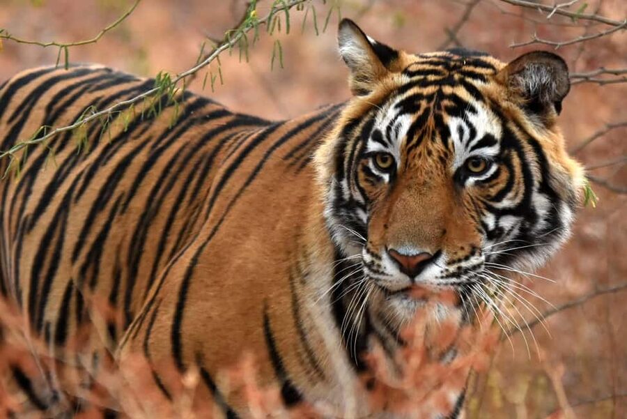 From Jaipur: One Day Trip to Ranthambore Tiger Safari - The Jaipur to Sawai Madhopur road trip, in comfort