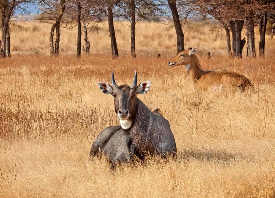 From Jaipur: One Day Trip to Ranthambore Tiger Safari - Ranthambore game drive: spotting tigers, leopards, crocodiles, and more