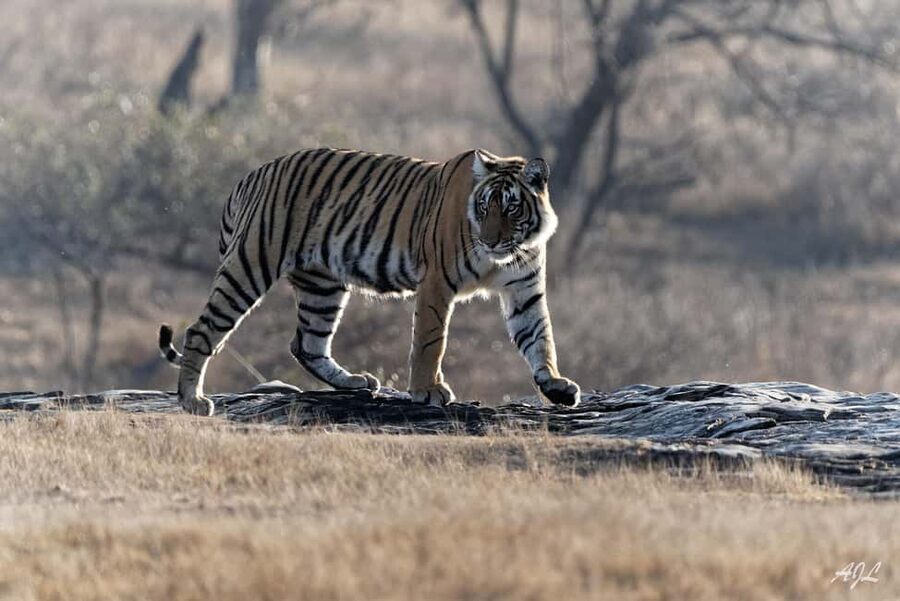From Jaipur: One Day Trip to Ranthambore Tiger Safari - Fort, temples, and the royal hunting-era setting around the park