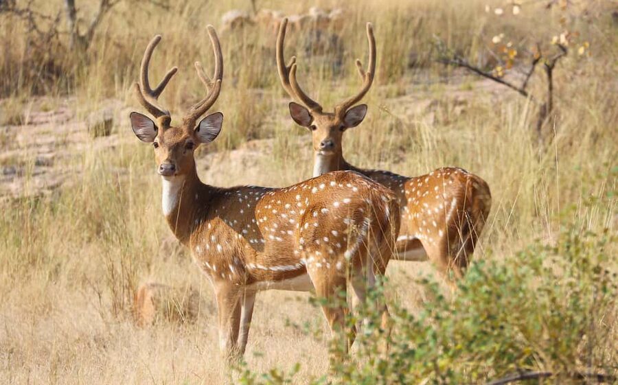 From Jaipur: One Day Trip to Ranthambore Tiger Safari - Price and value: what $100 covers on a private day trip