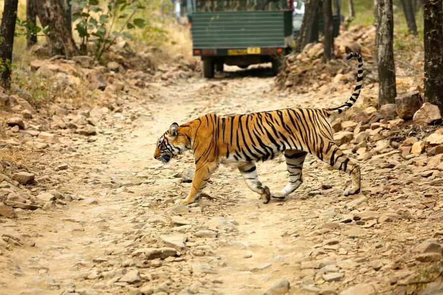 From Jaipur: One Day Trip to Ranthambore Tiger Safari - Jeep vs canter, and why your seat count matters