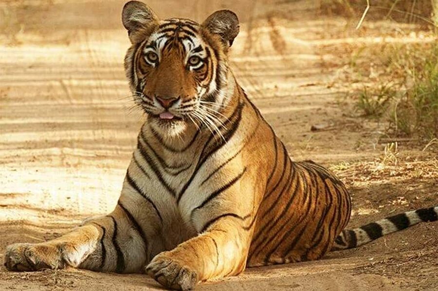 From Jaipur: Praivte Ranthambore Tour By Jeep Canter Safari - One-day tiger country from Jaipur, without the headache