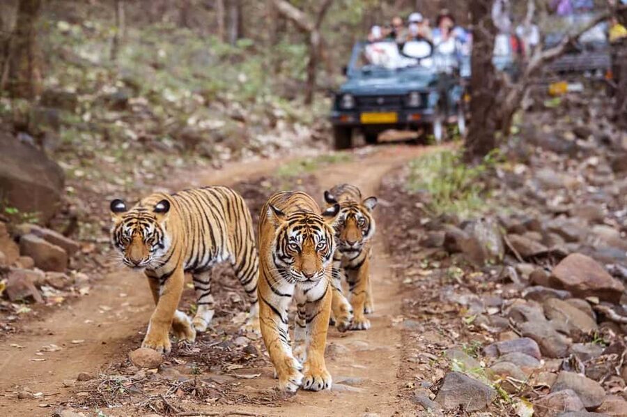 From Jaipur: Praivte Ranthambore Tour By Jeep Canter Safari - Arriving by early afternoon, then switching to open-air safari time