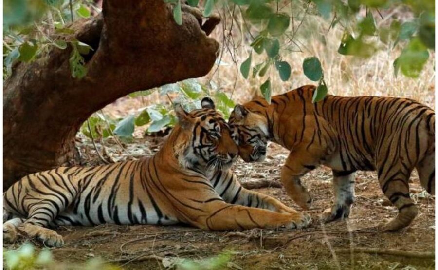 From Jaipur: Praivte Ranthambore Tour By Jeep Canter Safari - The safari with a forest guide: what you learn changes what you notice