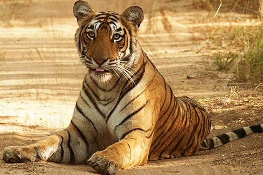 From Jaipur: Praivte Ranthambore Tour By Jeep Canter Safari - What the wildlife viewing really feels like (tigers or no tigers)