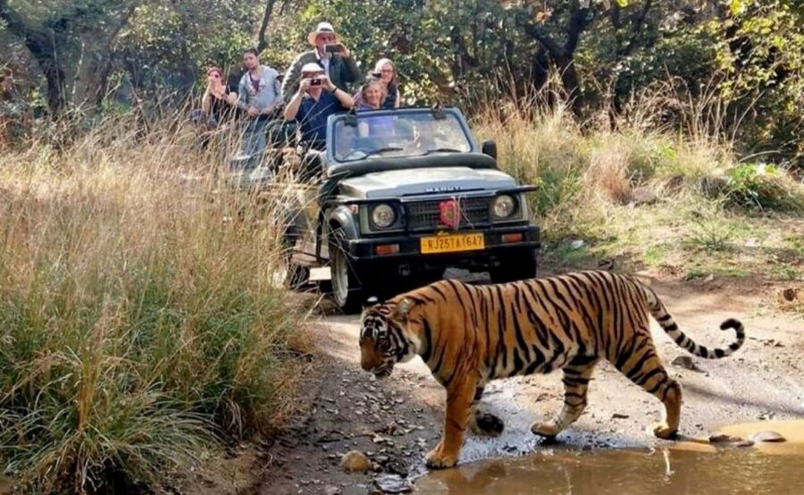 From Jaipur: Praivte Ranthambore Tour By Jeep Canter Safari - Price and value: what $98 gets you, and what it does not