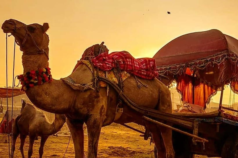 From Jaipur : Private Ajmer Pushkar Tour by Cab - Key highlights